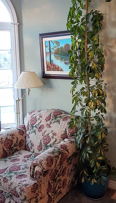 Enormous Umbrella Tree supported by a bamboo cane next to a vintage chair