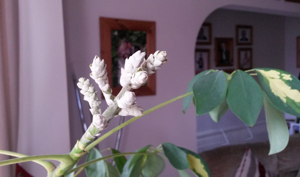 Flowering Umbrella Plant