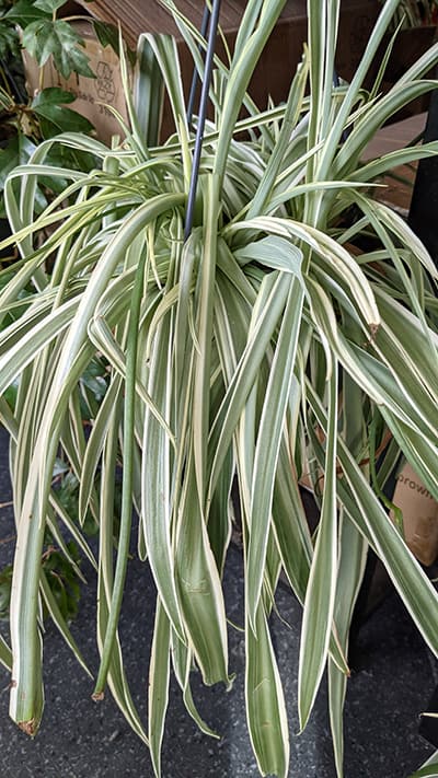 The leaves on a Spider Plant that are pale and droopy