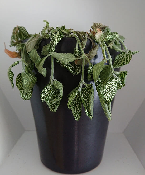 Collapsed and badly wilted Fittonia plant