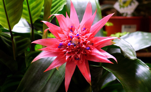 Aechmea Fasciata in flower by mikebirdy