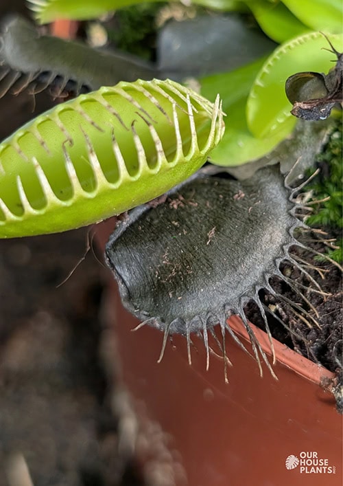 A fully black trap on a Venus Flytrap A fully black trap on a Venus Flytrap
