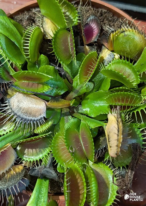 Venus Flytrap with two closed traps that are starting to turn black