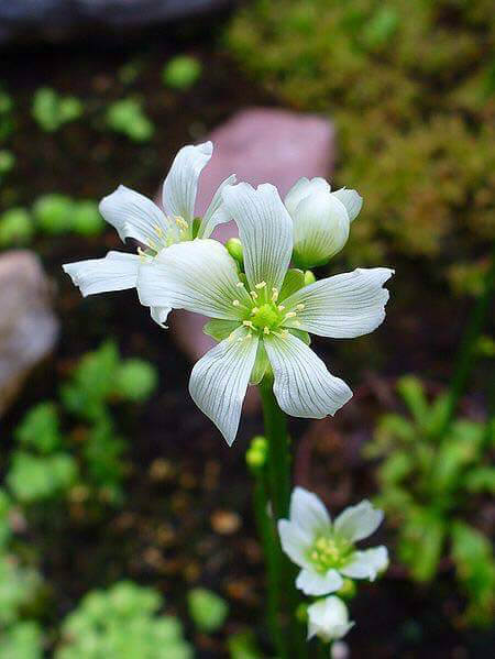 Venus Flytraps do produce flowers sometimes