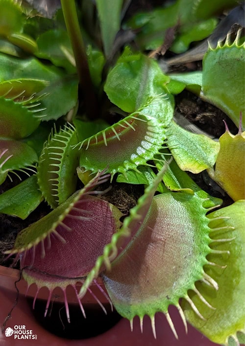 A close photo showing three or so traps wide open, edged with their infamous teeth, ready for unsuspecting prey to stop by