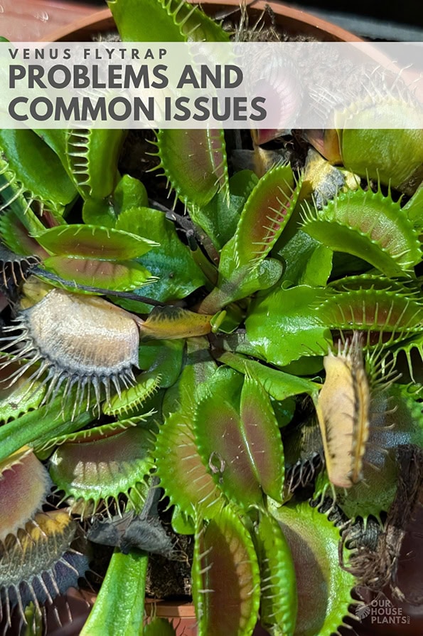 A tatty Venus Flytrap houseplant with traps that are starting to turn yellow and black A tatty Venus Flytrap houseplant with traps that are starting to turn yellow and black