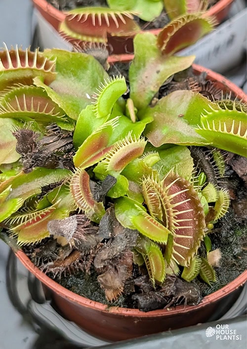 A sickly looking Dionaea muscipula, the leaves are tatty and some have gone black or are yellowing A sickly looking Dionaea muscipula, the leaves are tatty and some have gone black or are yellowing
