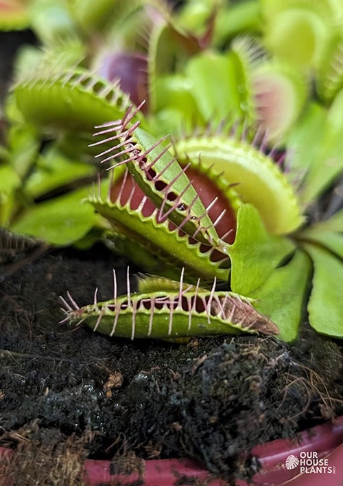 Multiple traps are closed and not reopening on this Venus Flytrap houseplant Multiple traps are closed and not reopening on this Venus Flytrap plant