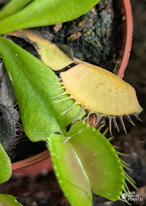 Venus Flytrap with yellowing traps and leaves Venus Flytrap with yellowing traps and leaves