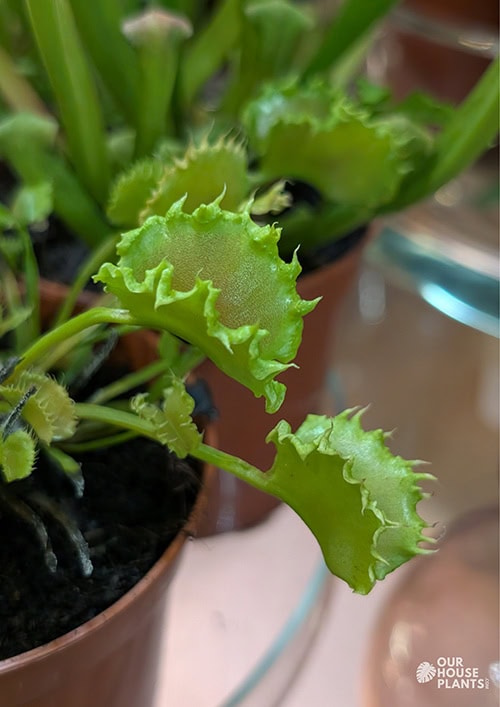 A young Venus Flytrap ‘Zipp’ for sale in a shop with a close shot of the frilly edges on a trap A young Venus Flytrap ‘Zipp’ for sale in a shop with a close shot of the frilly edges on a trap