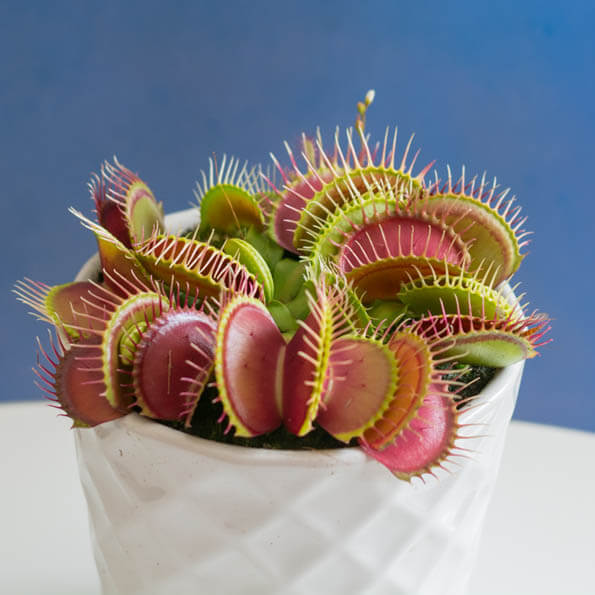 Photo by Mike Aronesty showing a Venus Flytrap growing in a small white pot