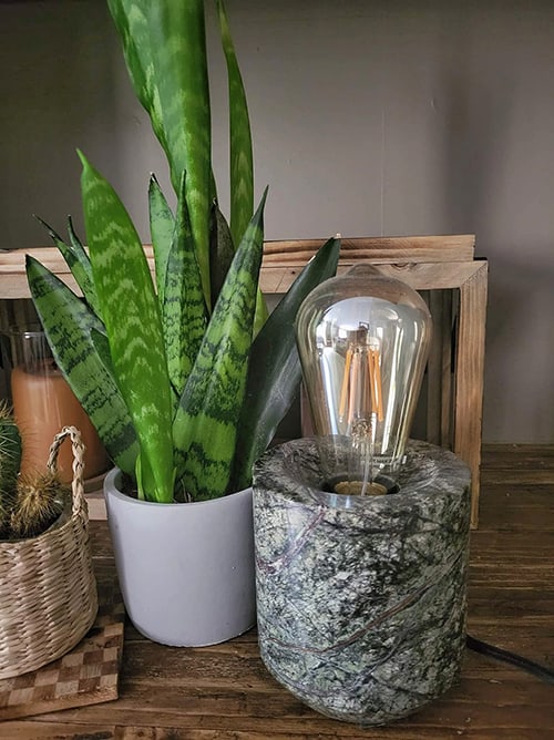 Small Snake Plant growing next to a table lamp