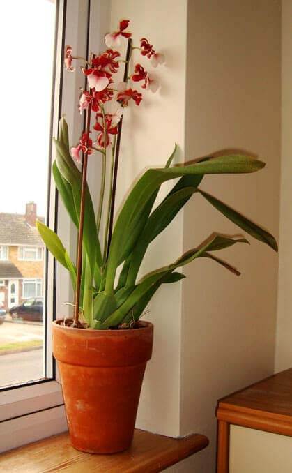A Cambria (Vuylstekeara) Orchid house plant with flowers growing in a terracotta pot next to a window
