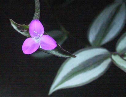 Wandering Jew plant in flower