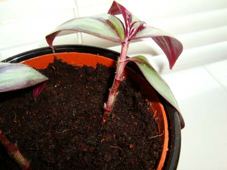 Wandering Jew Plant / Inch Plant (Tradescantia zebrina / Zebrina