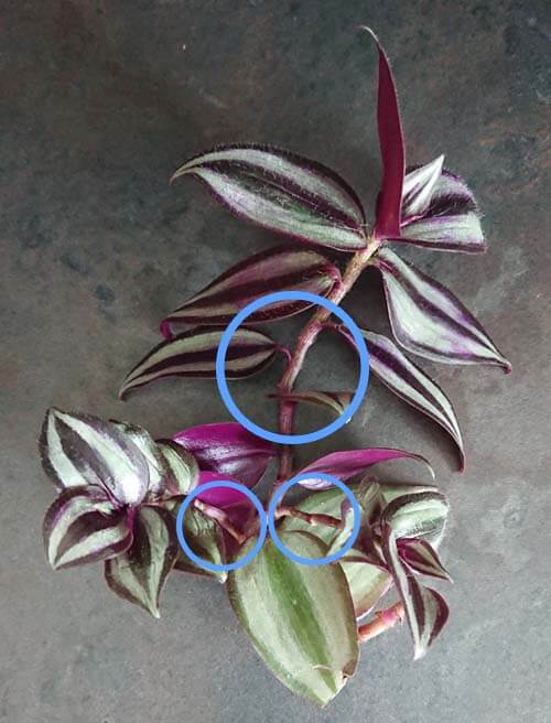 how to plant wandering jew cuttings