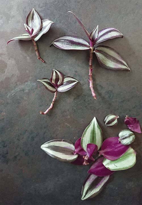 wandering jew cuttings in water