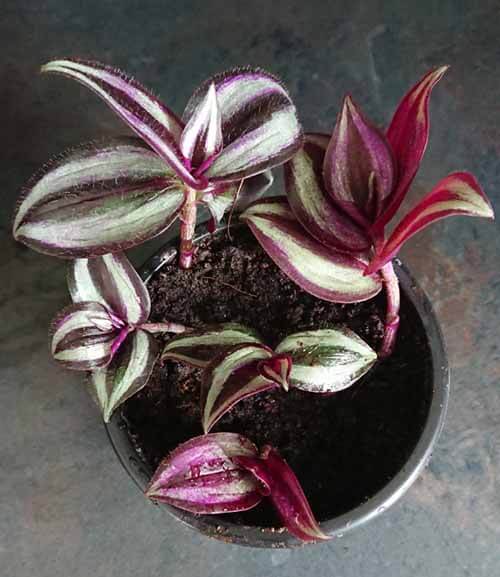 20 Wandering Jew Tradescantia Zebrina Plant Cuttings Purple plant