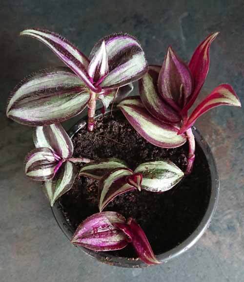 The cuttings have been planted up into a pot of compost and ready to grow their own roots