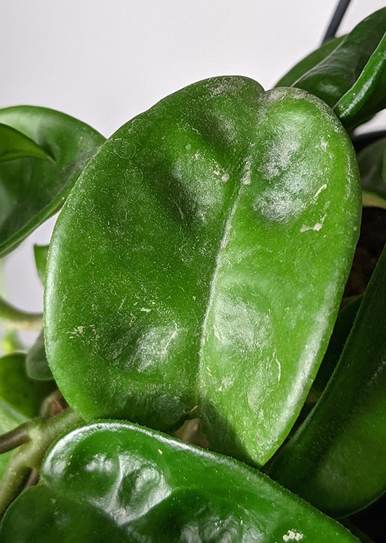 Washed out Hoya leaf with a silvery residue