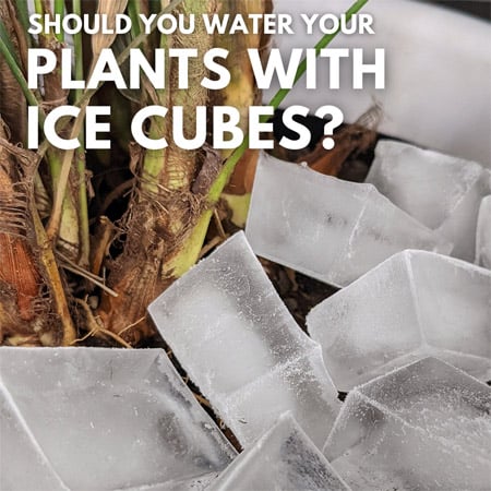 Ice cubes melting around the base of a plant can be a good watering hack