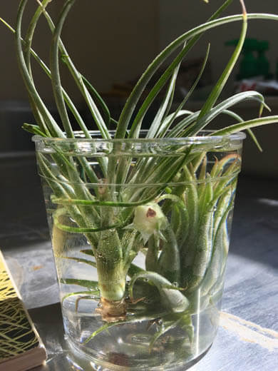 Las Plantas de Aire necesitan nebulización regular o un remojo en un baño de agua foto de Cactanna