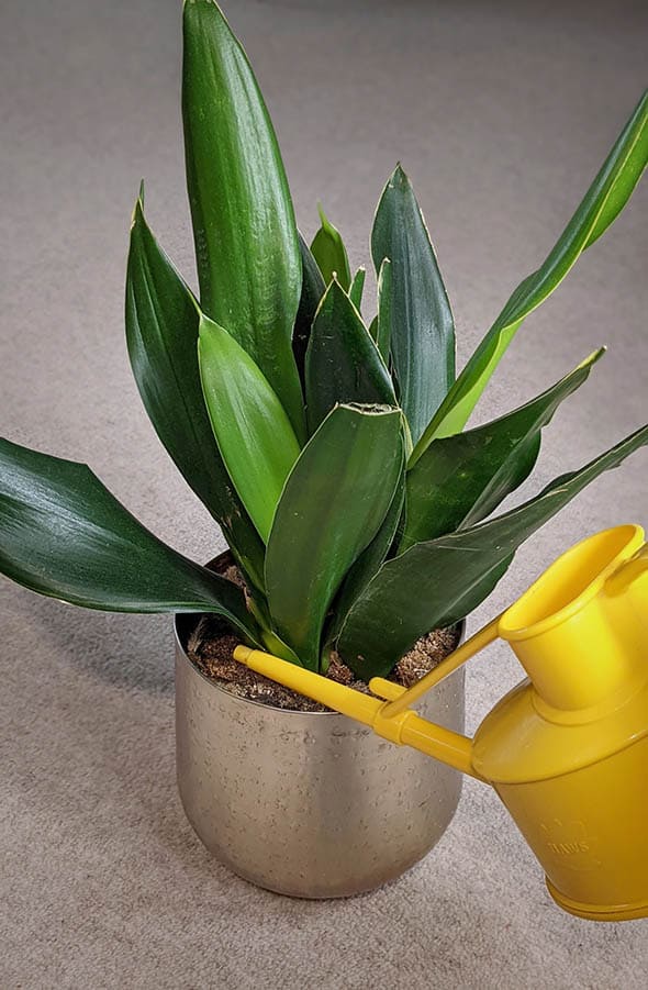 Watering a snake plant with a yellow watering can