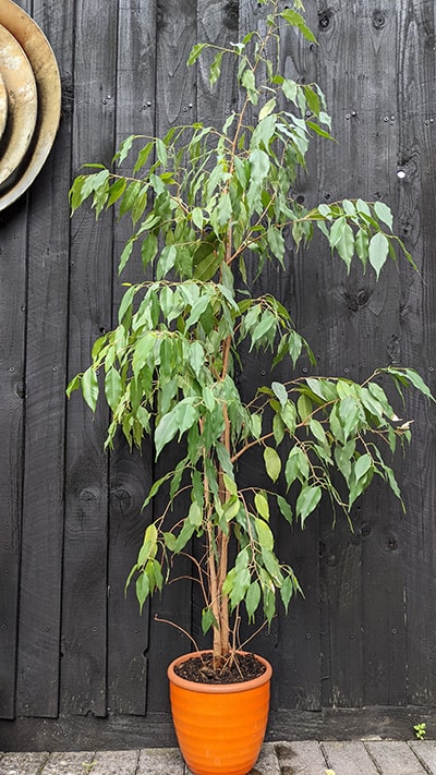 Weeping Fig in an orange planter against a black paneled wall