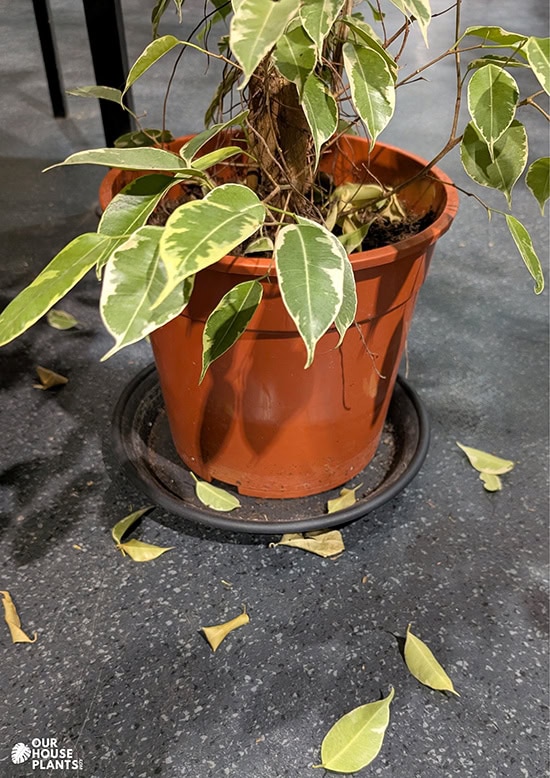 A Weeping Fig with lots of fallen leaves in the base of the pot and over the nearby floor