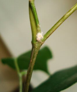 A Ficus with a Mealybug pest infestation