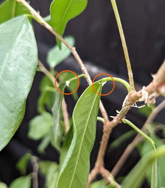 A Ficus with a white spot on its leaves