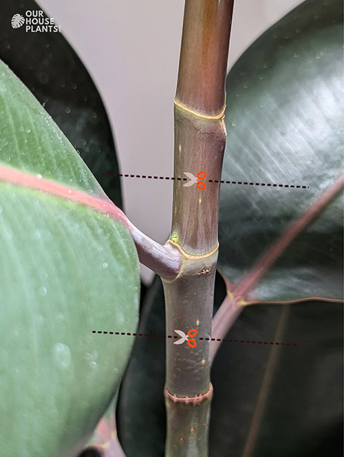 A Rubber Tree stem with two lines to mark where the cuts should be made. In the middle of the stem is the node and one leaf which is essential