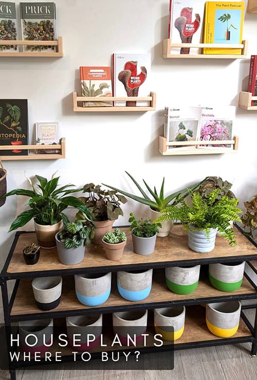 Indoor plants, containers and plant books on shelves for sale in a houseplant store
