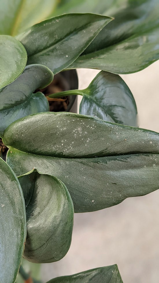 White marks on the leaves of a Moonlight Pothos