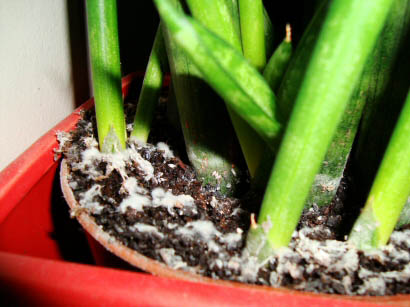 White mold in house plant soil