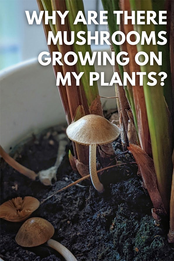 houseplant mushrooms in a potted plant