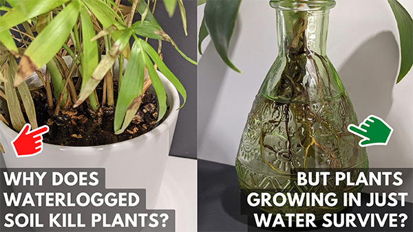 Two plants. One in waterlogged soil with no drainage holes, the other in a vase of water