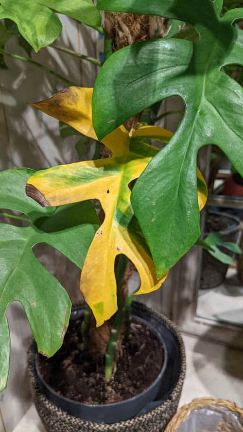 Yellow leaves on a Rhaphidophora Tetrasperma plant