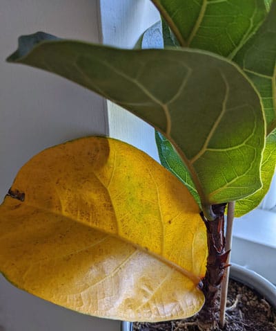 Yellow leaves on a Fiddle Leaf Fig plant