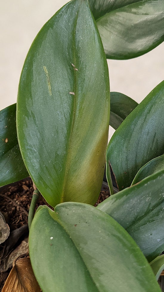 Yellow Leaves on a Scindapsus Moonlight plant