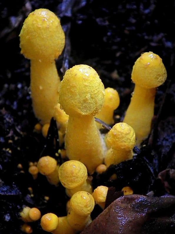 leucocoprinus birnbaumii yellow mushrooms growing in soil