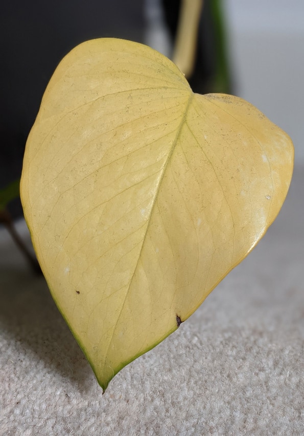 Yellow Devils Ivy leaf