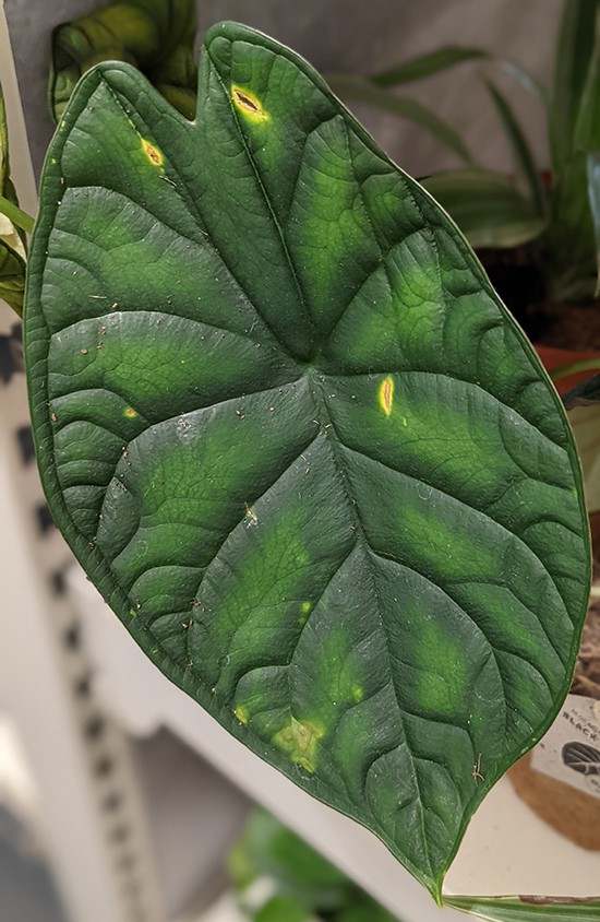 a Dragon Scale leaf which has been damaged by thrips causing yellow areas