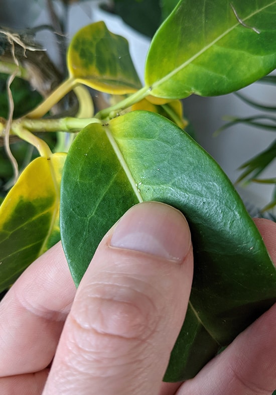 Leaves on a houseplant starting to go yellow due to Thrips, which can also be shown in the middle of the leaf