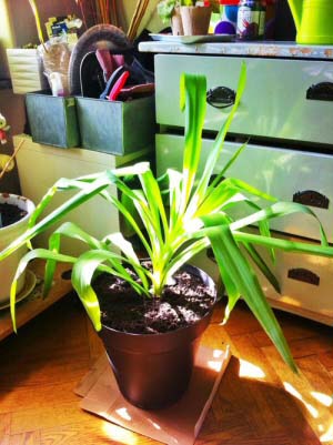 A young Yucca that was recently an offset that has been potted up from propagation