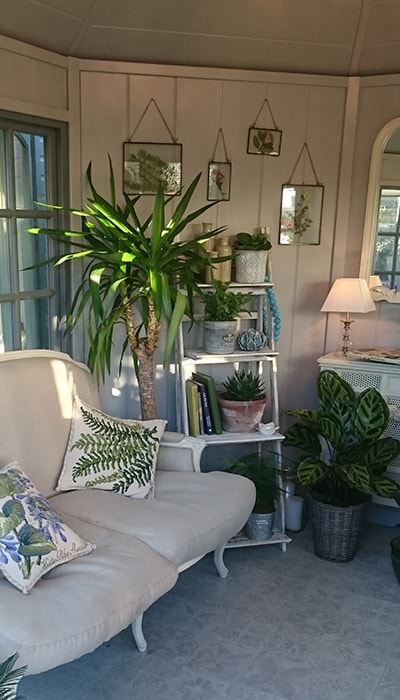 Yucca plant in a sunroom behind a sofa