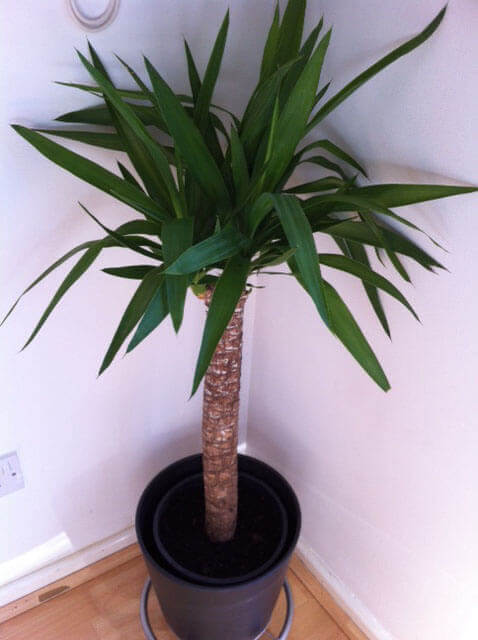 Yucca elephantipes otherwise known as a Spineless Yucca or Stick Yucca growing in a house