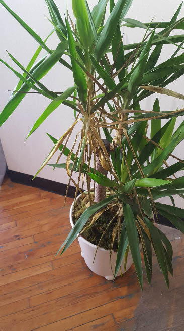 A Yucca with dead leaves making the plant look tatty and ugly