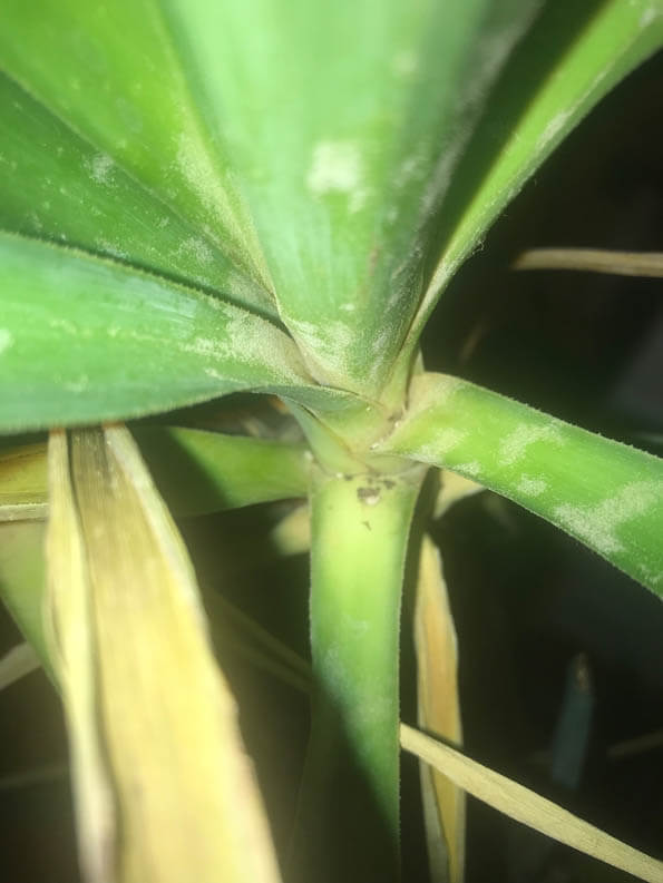 White film that rubs away on a Yucca houseplant photo shared by Laura Davidson