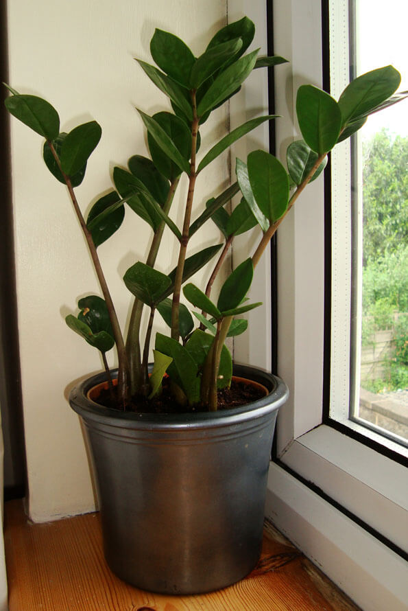 ZZ Plant in a pot growing on a window ledge